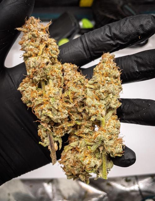 Sour Stomper by Mephisto in Autopot. Week 12 - Sour Stomper #2