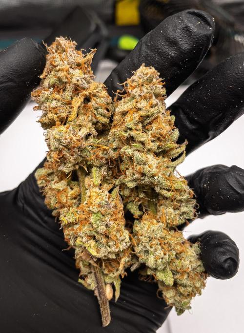 Sour Stomper by Mephisto in Autopot. Week 12 - Sour Stomper #2