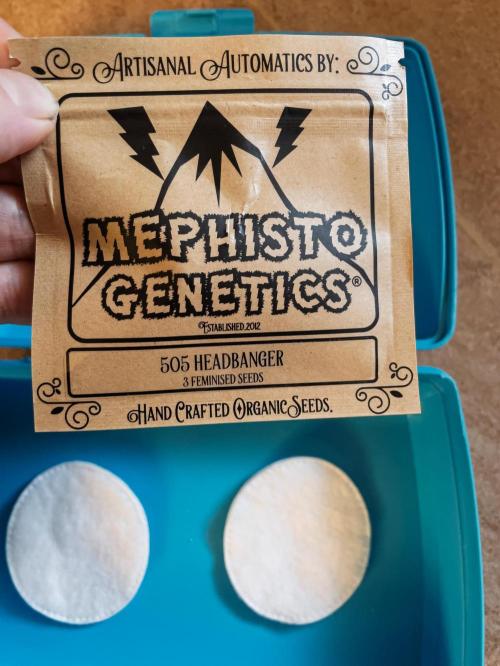 505 Headbanger in Autopot + Coco. Week 0 - 505 Headbanger 