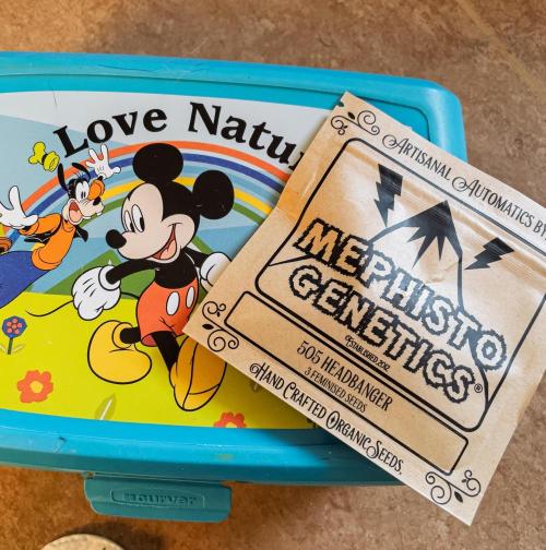 505 Headbanger in Autopot + Coco. Week 0 - Love Nature