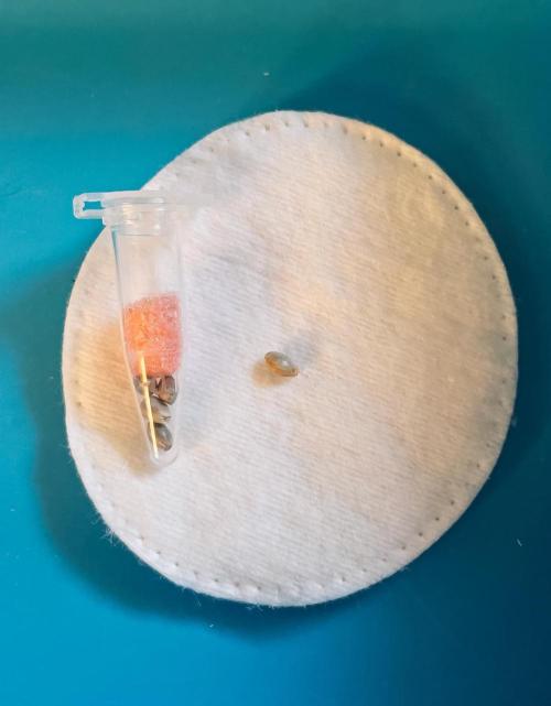 505 Headbanger in Autopot + Coco. Week 0