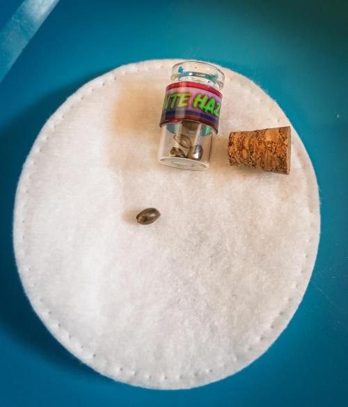 Granite Haze F7 in Autopot + Coco. Week 0