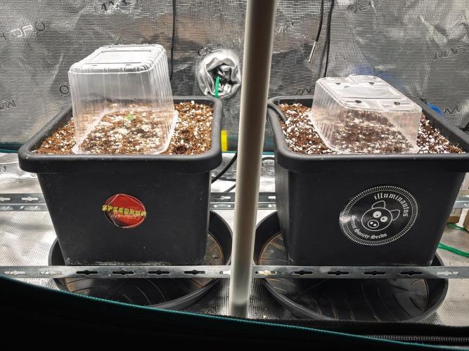 505 Headbanger in Autopot + Coco. Week 1 - D1