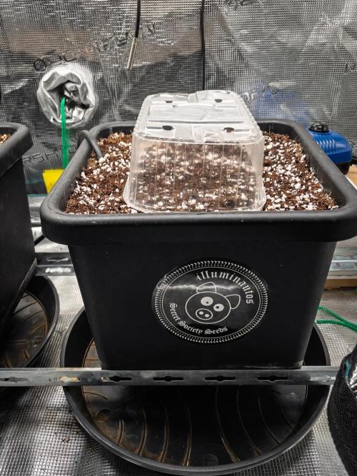 505 Headbanger in Autopot + Coco. Week 1 - D1