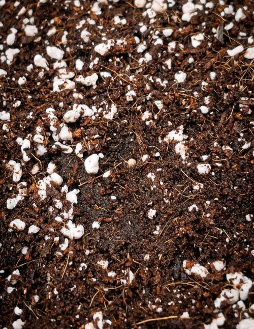 505 Headbanger in Autopot + Coco. Week 1 - D1