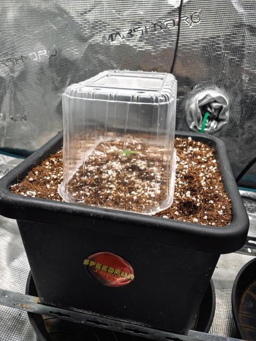 Granite Haze F7 in Autopot + Coco. Week 1 - D1