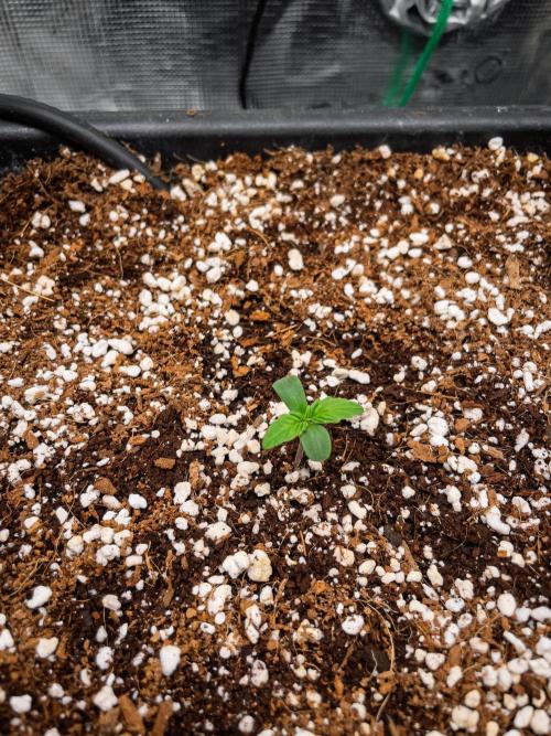 Granite Haze F7 in Autopot + Coco. Week 1 - D1