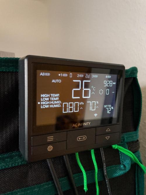 Granite Haze F7 in Autopot + Coco. Week 2 - D10