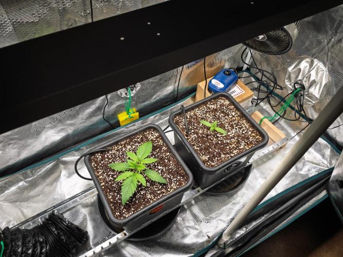 Granite Haze F7 in Autopot + Coco. Week 2 - D10 GH - 505