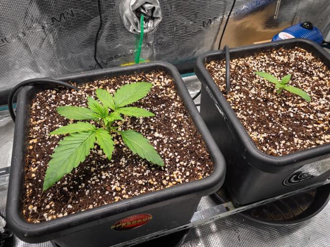 Granite Haze F7 in Autopot + Coco. Week 2 - D10 GH - 505