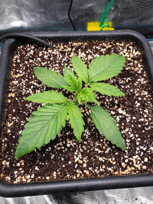 Granite Haze F7 in Autopot + Coco. Week 2 - D10