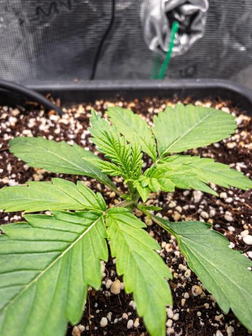 Granite Haze F7 in Autopot + Coco. Week 2 - D10