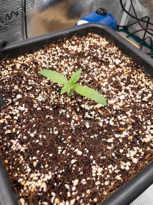 505 Headbanger in Autopot + Coco. Week 2 - D10