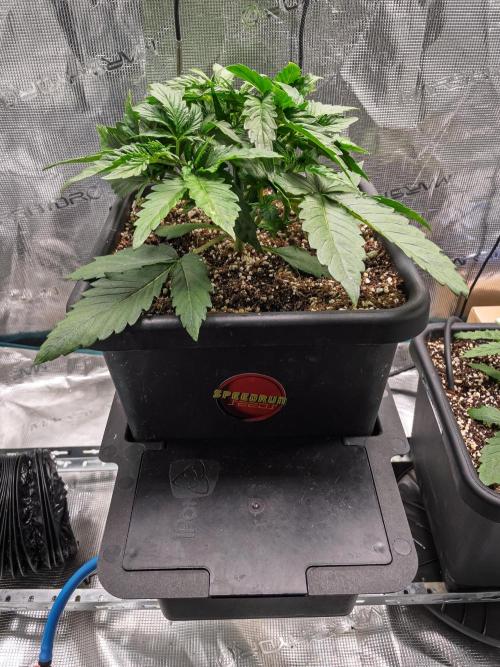 Granite Haze F7 in Autopot + Coco. Week 3 - D18