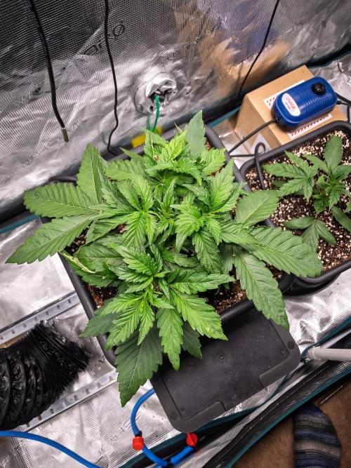 Granite Haze F7 in Autopot + Coco. Week 3 - D18
