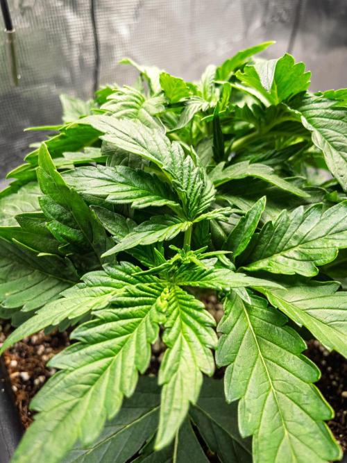 Granite Haze F7 in Autopot + Coco. Week 3 - D18