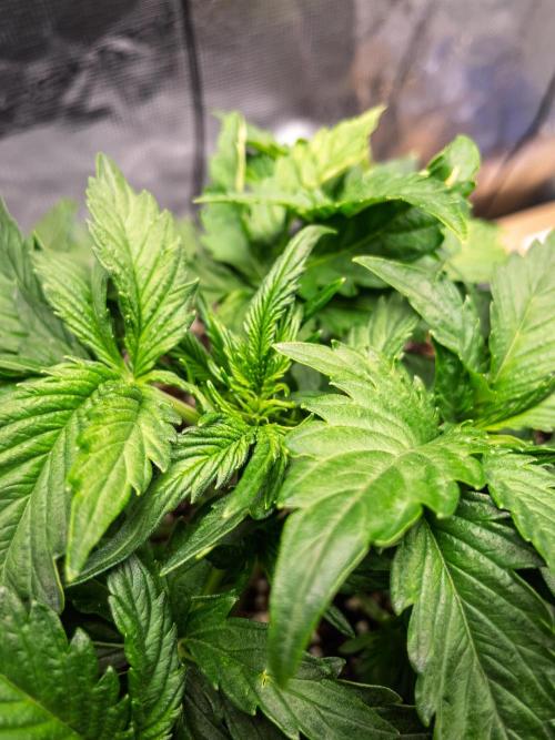 Granite Haze F7 in Autopot + Coco. Week 3 - D18