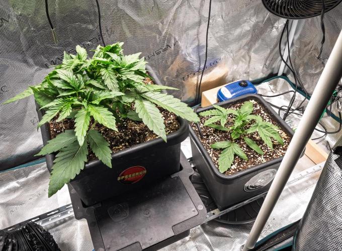 505 Headbanger in Autopot + Coco. Week 3 - D18 Granite Haze - 505 Headbanger