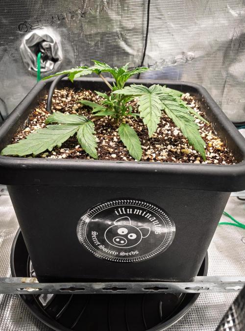 505 Headbanger in Autopot + Coco. Week 3 - D18