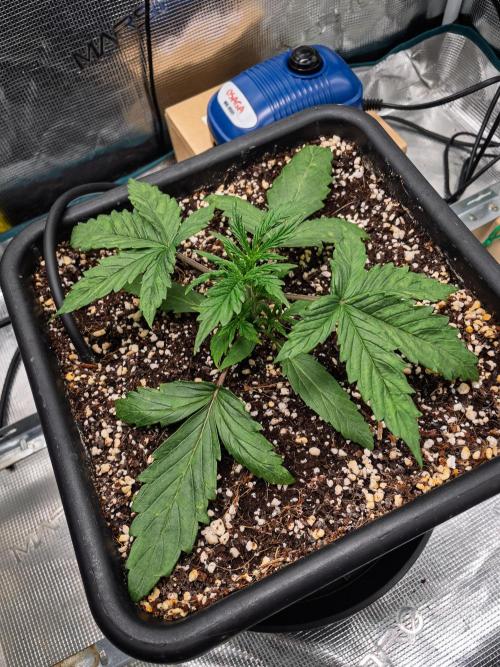 505 Headbanger in Autopot + Coco. Week 3 - D18