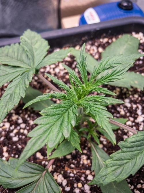 505 Headbanger in Autopot + Coco. Week 3 - D18