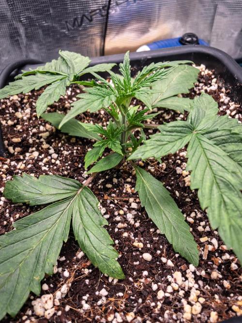 505 Headbanger in Autopot + Coco. Week 3 - D18