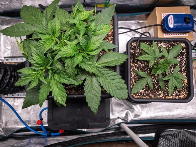 505 Headbanger in Autopot + Coco. Week 3 - D18 Granite Haze - 505 Headbanger