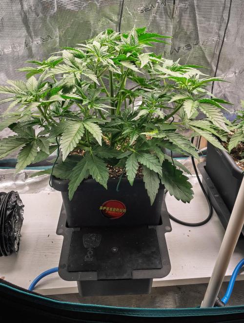 Granite Haze F7 in Autopot + Coco. Week 4 - Day 24
