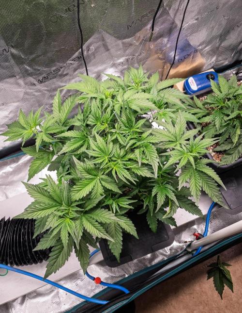 Granite Haze F7 in Autopot + Coco. Week 4 - Day 24