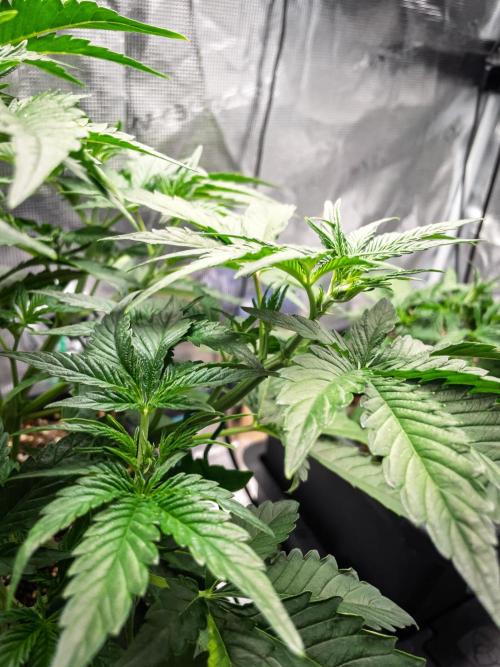 Granite Haze F7 in Autopot + Coco. Week 4 - Day 24