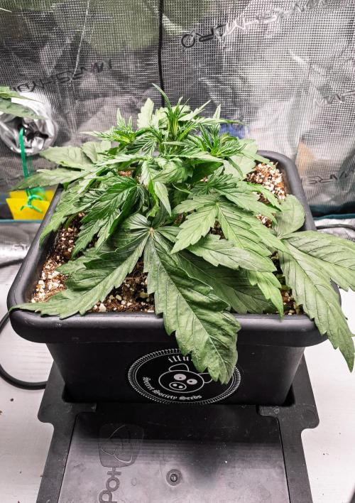 505 Headbanger in Autopot + Coco. Week 4 - D24