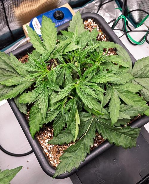 505 Headbanger in Autopot + Coco. Week 4 - D24