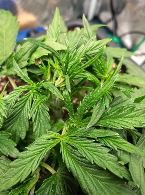 505 Headbanger in Autopot + Coco. Week 4 - D24