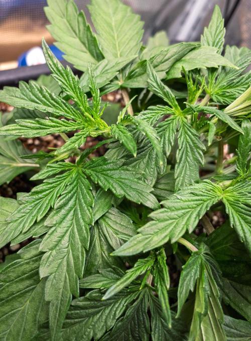 505 Headbanger in Autopot + Coco. Week 4 - D24