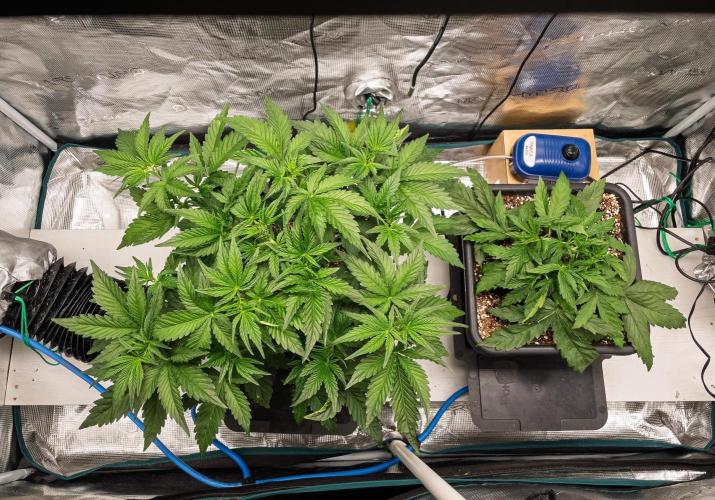 505 Headbanger in Autopot + Coco. Week 4 - Day 24 GH -- 505