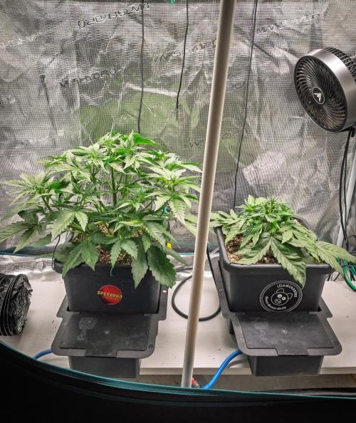505 Headbanger in Autopot + Coco. Week 4 - Day 24 GH - 505