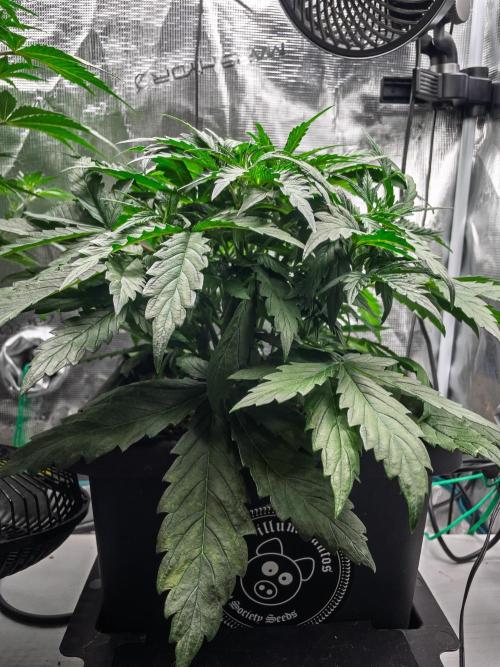 505 Headbanger in Autopot + Coco. Week 5 - D31 505