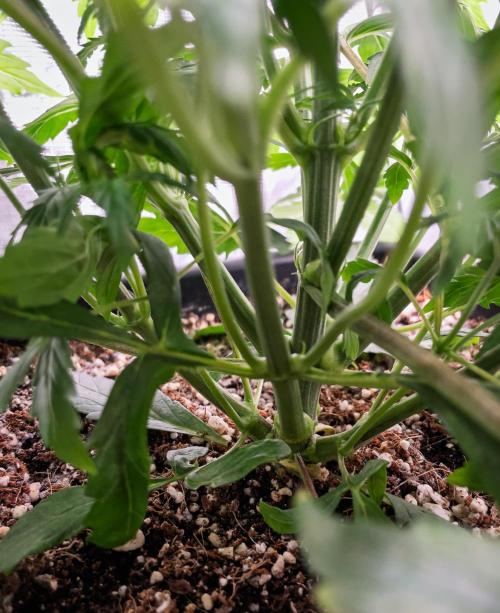 505 Headbanger in Autopot + Coco. Week 5 - D31 505