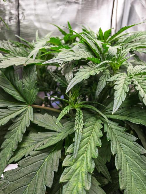 505 Headbanger in Autopot + Coco. Week 5 - D31 505