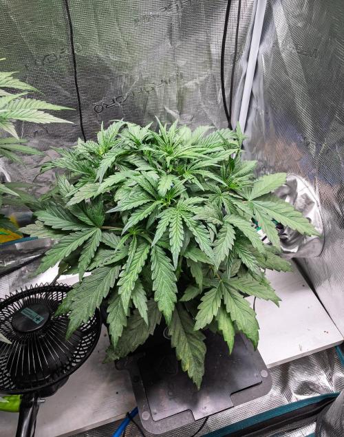 505 Headbanger in Autopot + Coco. Week 5 - D31 505