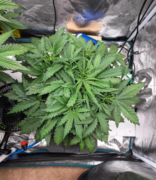 505 Headbanger in Autopot + Coco. Week 5 - D31 505