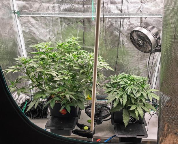 Granite Haze F7 in Autopot + Coco. Week 5 - D31 GH - 505