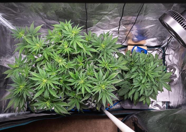 Granite Haze F7 in Autopot + Coco. Week 5 - D31 GH - 505