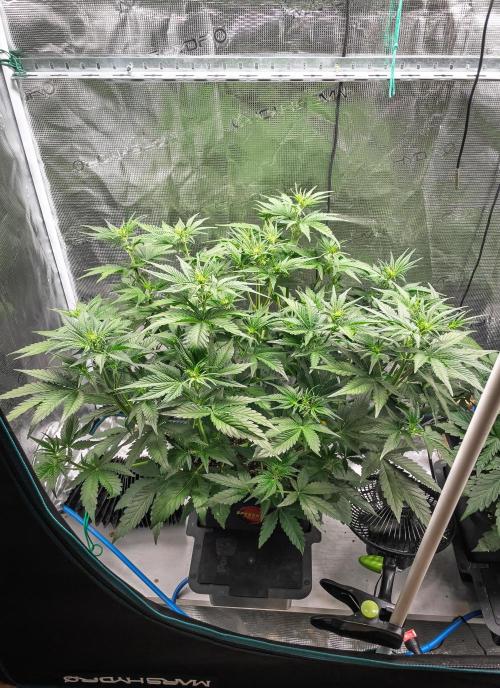 Granite Haze F7 in Autopot + Coco. Week 5 - D31 GH