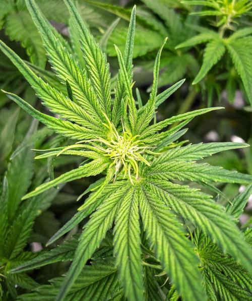 Granite Haze F7 in Autopot + Coco. Week 5 - D31 GH