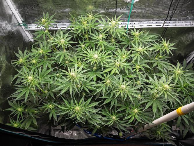 Granite Haze F7 in Autopot + Coco. Week 6 - D38 Granite Haze 