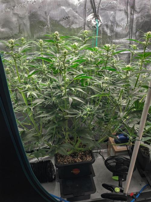 Granite Haze F7 in Autopot + Coco. Week 6 - D38 Granite Haze 