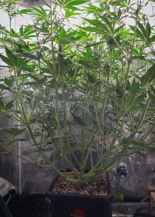 Granite Haze F7 in Autopot + Coco. Week 6 - D38 Granite Haze 