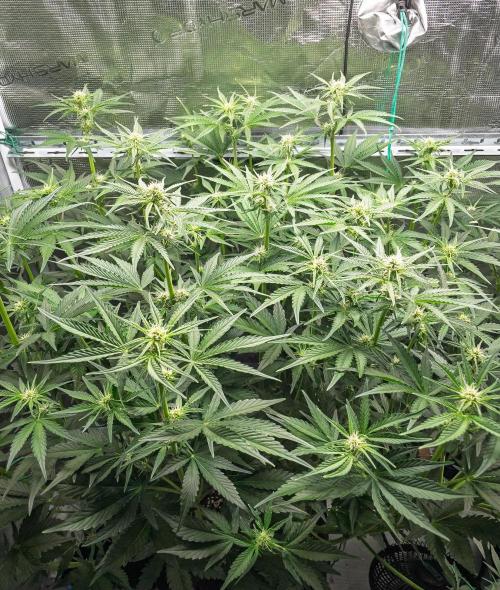 Granite Haze F7 in Autopot + Coco. Week 6 - D38 Granite Haze 