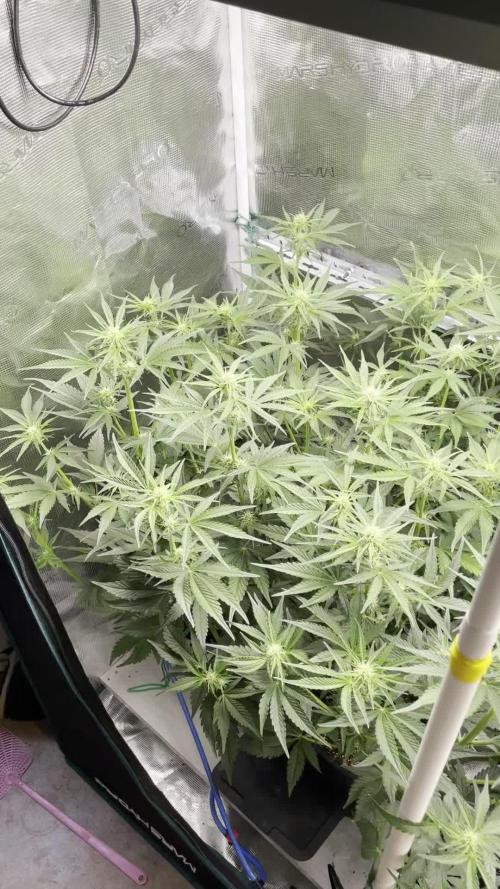 Granite Haze F7 in Autopot + Coco